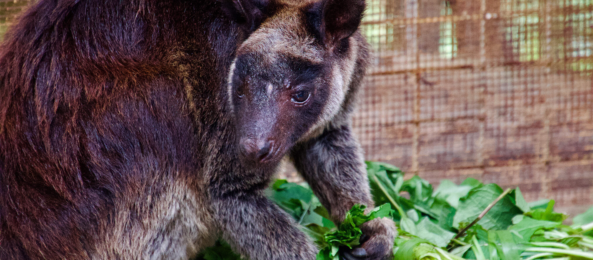 A grizzled tree kangaroo (Dendrolagus inustus)