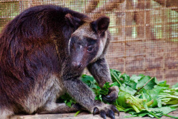 A grizzled tree kangaroo (Dendrolagus inustus)