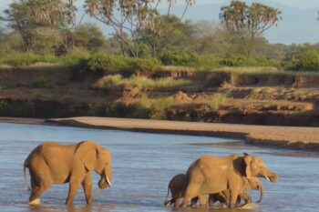 Elephants Crossing Ewaso Ewaso Ng'iro river, Samburu, Kenya. Image courtesy of Fritz Vollrath