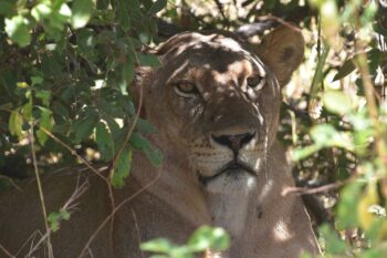 A lion at Ruaha National Park.