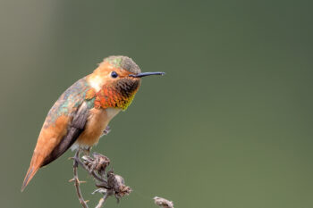 An Allen's hummingbird by Becky Matsubara