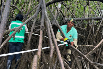 mangrove conservation