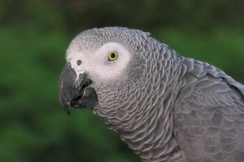 Gray parrot. Image by L.Miguel Bugallo Sánchez via Wikimedia Commons (CC BY-SA 3.0)