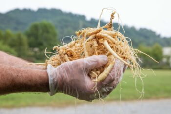 Harvested American ginseng.