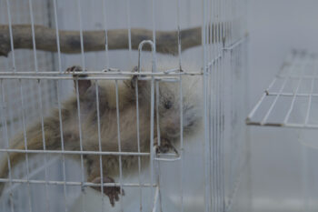 A young orange-spined hairy dwarf porcupine (Sphiggurus villosus) rescued by the Vida Livre institute. Image by Rafael Bacelar for Mongabay.