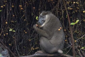 The Bioko Drill (Mandrillus leucophaeus poensis), an endangered primate endemic to Bioko Island, Equatorial Guinea, is highly valued for its taste, making it the most expensive wild meat on the market. Image by Ian Nichols.
