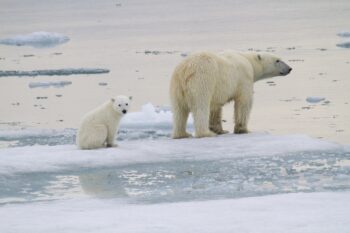 Polar bears give birth in dens beneath the snow where the cubs remain for many months; their emergence from dens marks a crucial period during which the cubs acclimatize to the harsh environment in the Arctic. Image by K T Miller/Polar Bears International.