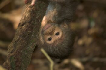 One of approximately 200 kipunji monkeys in the Udzungwa Mountains. Image courtesy Anthony Jarrett.