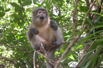 Udzungwa endemic Sanje mangabey. Image courtesy Trevor Jones.