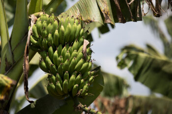 Banana crop in Uganda.
