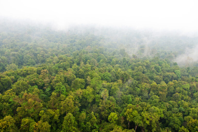 Wildfire haze over a forest in Riau, Indonesia.