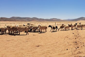 Sheep near Nieuwoudtville, South Africa. Image by Leonie Joubert for Mongabay.