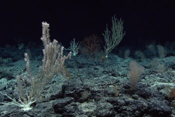 Banner image of deep-sea corals on the ocean floor via NOAA (Public domain).