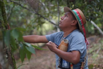 The chosen Saakhelu tree, honored with offerings of chicha, stands as an axis, connecting the community to its environment and the divine. Image by Anna Abraham and Tony Kirby.