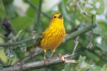 Galápagos yellow warbler. Image courtesy of Alper Yelimlies.