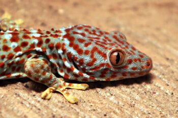 A tokay gecko in Indonesia. Indonesia is the world's largest exporter of these geckos, with more than 8 million harvest quotas issued in 2022.