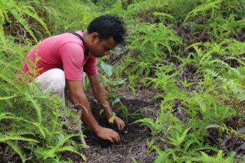 The Pesalat Reforestation Project in Central Kalimantan, Indonesia. Humanity’s long standing bet on the persistence of forest carbon storage capacity urgently needs to be reassessed, says study lead author Michael Windisch