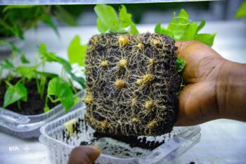 Roots and nodules of a lab-grown yam plant. Image courtesy of Asrat Amele / IITA.