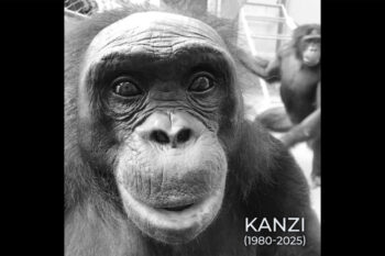Kanzi, the bonobo, died aged 44 in March 2025. Image ©️Ape Initiative.