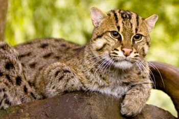 Fishing cat. Image by Kelinahandbasket via Wikimedia Commons (CC BY 2.0).