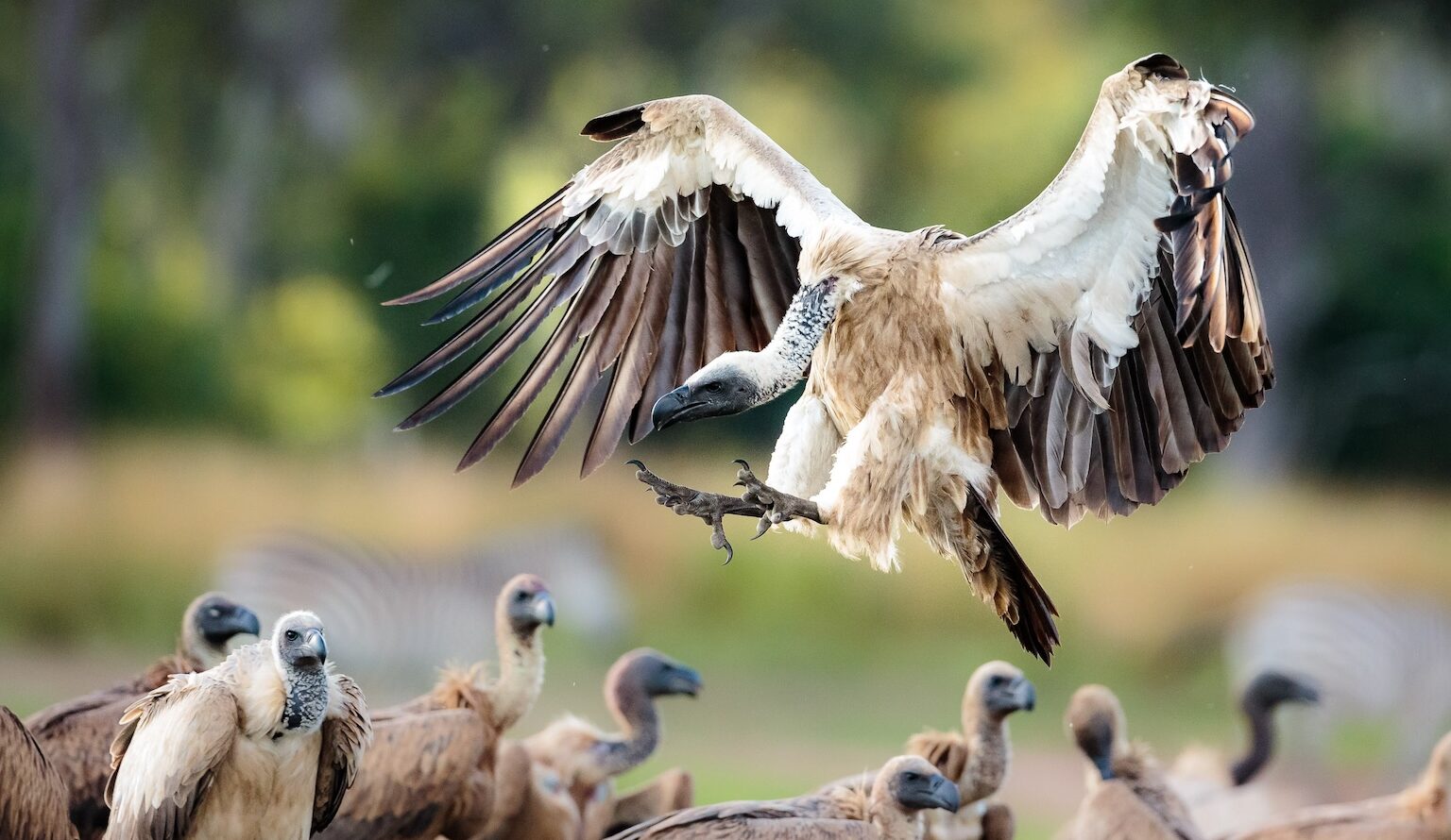 A tagged vulture in Zambia as part of ongoing population monitoring efforts. Malasa says she hopes the findings of the recent report can galvanize conservation support for vultures across Africa. Image courtesy of BirdWatch Zambia.
