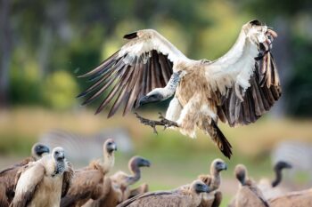 A tagged vulture in Zambia as part of ongoing population monitoring efforts. Malasa says she hopes the findings of the recent report can galvanize conservation support for vultures across Africa. Image courtesy of BirdWatch Zambia.