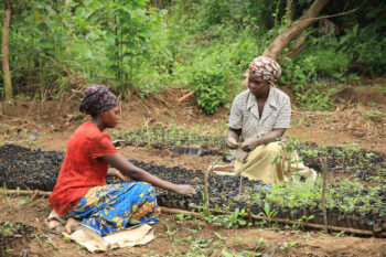 Women sorting tree seedlings for reforestation in Uganda.