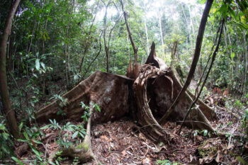 Illegal logging observed in Gunung Palung National Park, Indonesian Borneo