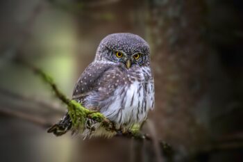 A Eurasian pygmy owl in Estonia by Erik Karits via Pexels.