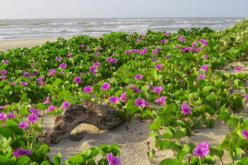 Beach morning glory in Texas.