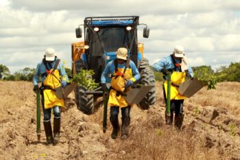 Restoration projects have been developed in large Amazon properties with high investments and intensive use of machinery. Image courtesy of Mombak/Raimundo Paccó.