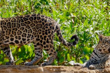 Jaguar siblings in Porto Jofre in the Brazilian Pantanal. Image by Bernard Dupont via Flickr (CC BY-SA 2.0).