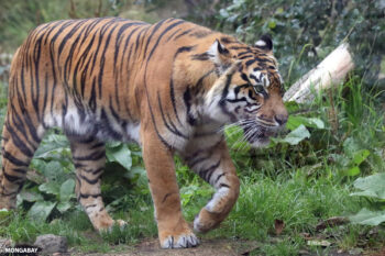Sumatran tigers are critically endangered.