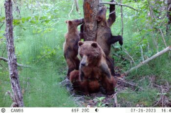 Brown bears captured on camera at the Chilkat State Park in Alaska.