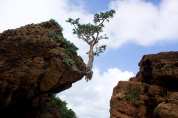 A Boswellia tree on Socotra Island. Image by Alexandre Baron via Flickr (CC BY-NC-SA 2.0).