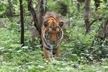 An Indochinese tiger. Image by Rhett A. Butler/Mongabay.