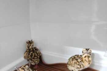 Great Indian bustard chicks born at captive-breeding centers in Rajasthan, India. Image courtesy of the Bustard Recovery Program, WII.