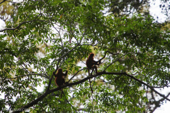 Maroon leaf monkeys (Presbytis rubicunda), a vulnerable species found in Borneo's forests.