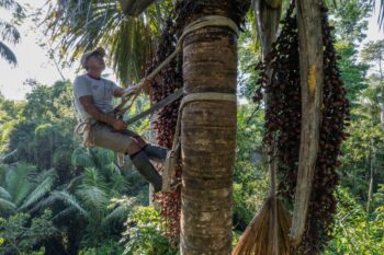 Climbers climb 40 meters in height to extract the waters from the palm trees. Image by Esperanza Natural Forest Management Association