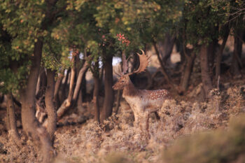 Red deer in the Rhodope Mountains, Bulgaria.
