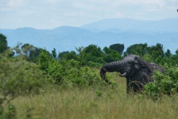 An elephant in Queen Elizabeth National Park. Image by Ashoka Mukpo for Mongabay.