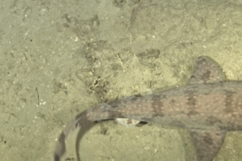 Banner image of a painted swellshark courtesy of the National Geographic Exploration Technology Lab.