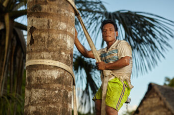 Sustainable harvesting techniques, such as climbing the aguaje tree to collect the fruit instead of cutting it down, have taken hold in local communities that previously cut down the trees. Image by Wilfredo Martinez / One Planet.