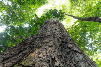 Amapá state is home to six of the Amazon's tallest known trees, including an 85-meter (279-foot) red angelim threatened by illegal gold mining. Image courtesy of Havita Rigamonti/Imazon/Ideflor-Bi.