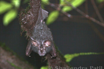 A lesser woolly horseshoe bat in Maharashtra. Image by Everestsh via Wikimedia Commons (CC BY-SA 3.0).