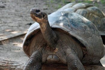 Banner image of Mommy, the Western Santa Cruz Galápagos tortoise, courtesy of Philadelphia Zoo.