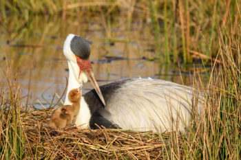 Banner image of an adult wattled crane and its chick, courtesy of Daniel Dolpire/International Crane Foundation.