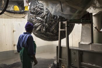 In Port Victoria Seychelles, a stevedore prepares tuna to be lifted off of a vessel via net and crane. Image by UN Women/Ryan Brown (CC BY-NC-ND 2.0).