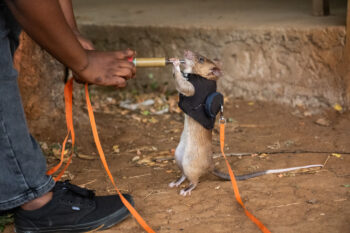 Banner image of Nandera, a crime-fighting African giant pouched rat. Image by Lucia Torres/Mongabay.