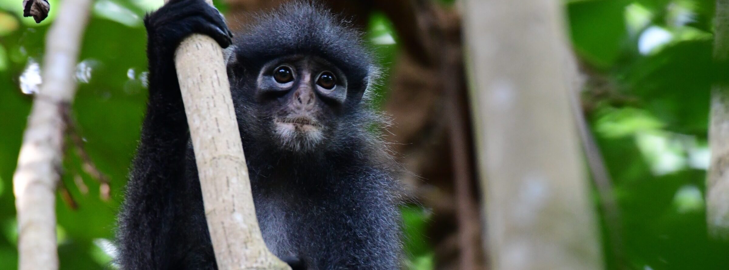 Raffles' banded langur